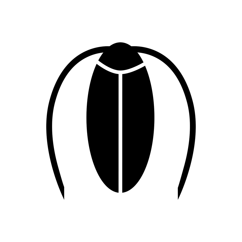 Bugs - Cockroach