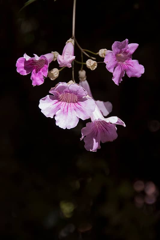 In the garden and beyond: delicate pink by VF PHoto